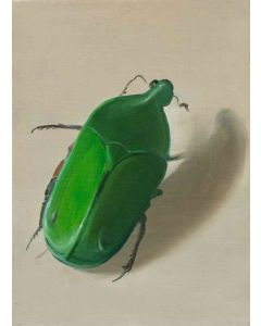 Asiatic Rhinosaurus Beetle