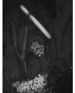 Untitled- 7 Night Forest Series