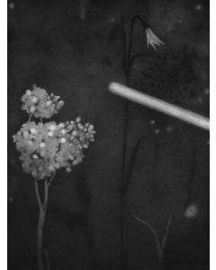 Untitled- 8 Night Forest Series