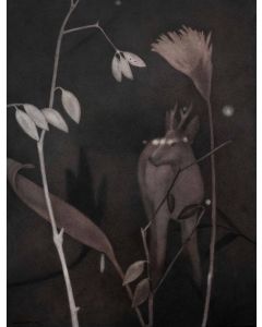 Untitled- 9 Night Forest Series