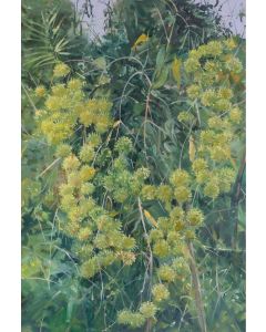 Rambutan Flowers