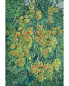 Rambutan Flowers