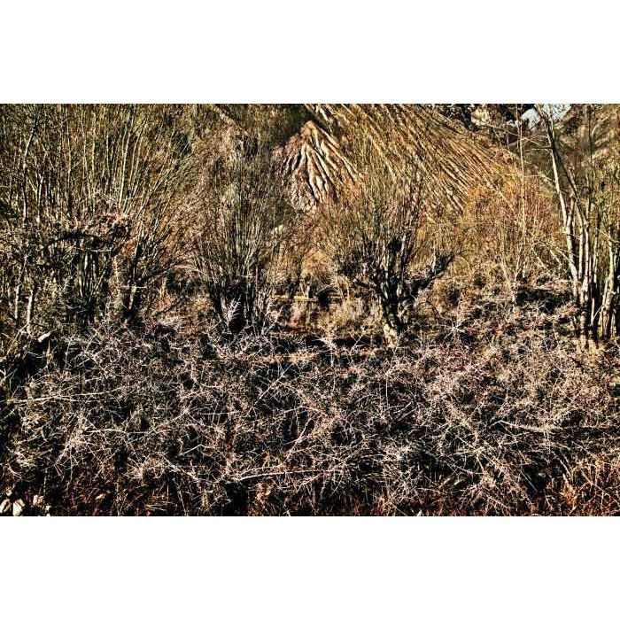 Trees 15