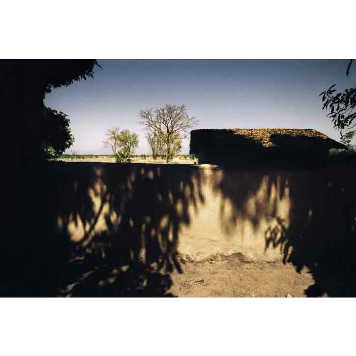 Trees 18