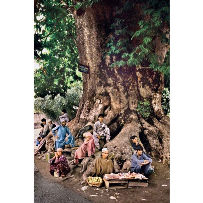 Trees 36