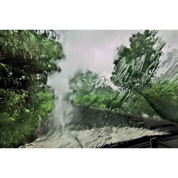 Trees 49