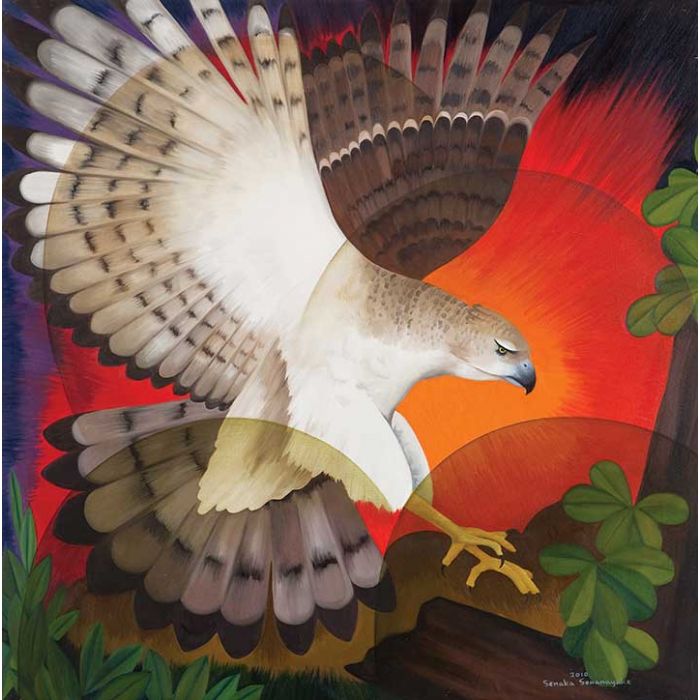 New Guinea Harpy Eagle 