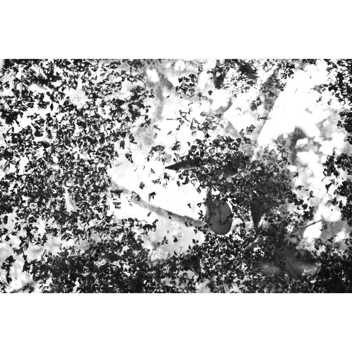 Interpretation of the Common 1