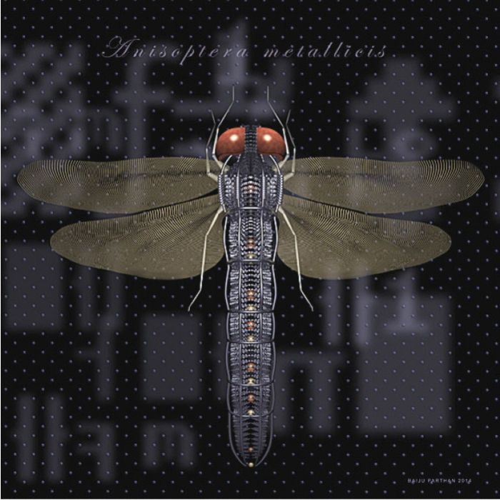 PROCESS-D (Anisoptera Matallicis)