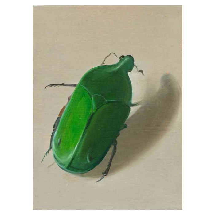 Asiatic Rhinosaurus Beetle