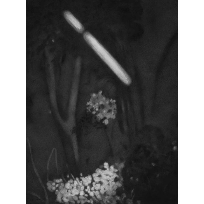 Untitled- 7 Night Forest Series