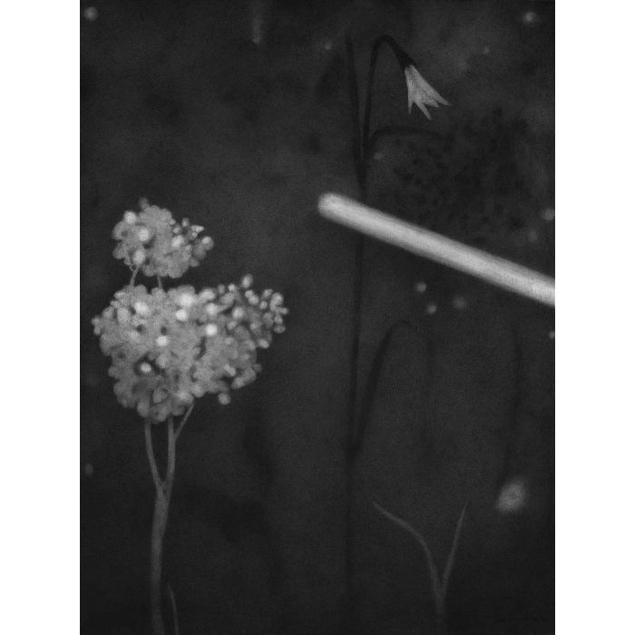 Untitled- 8 Night Forest Series