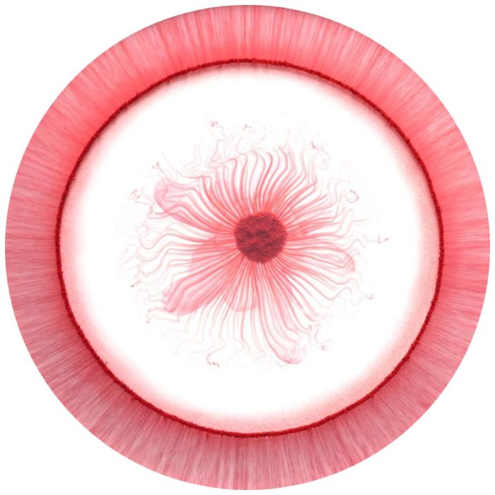 Blooming from within